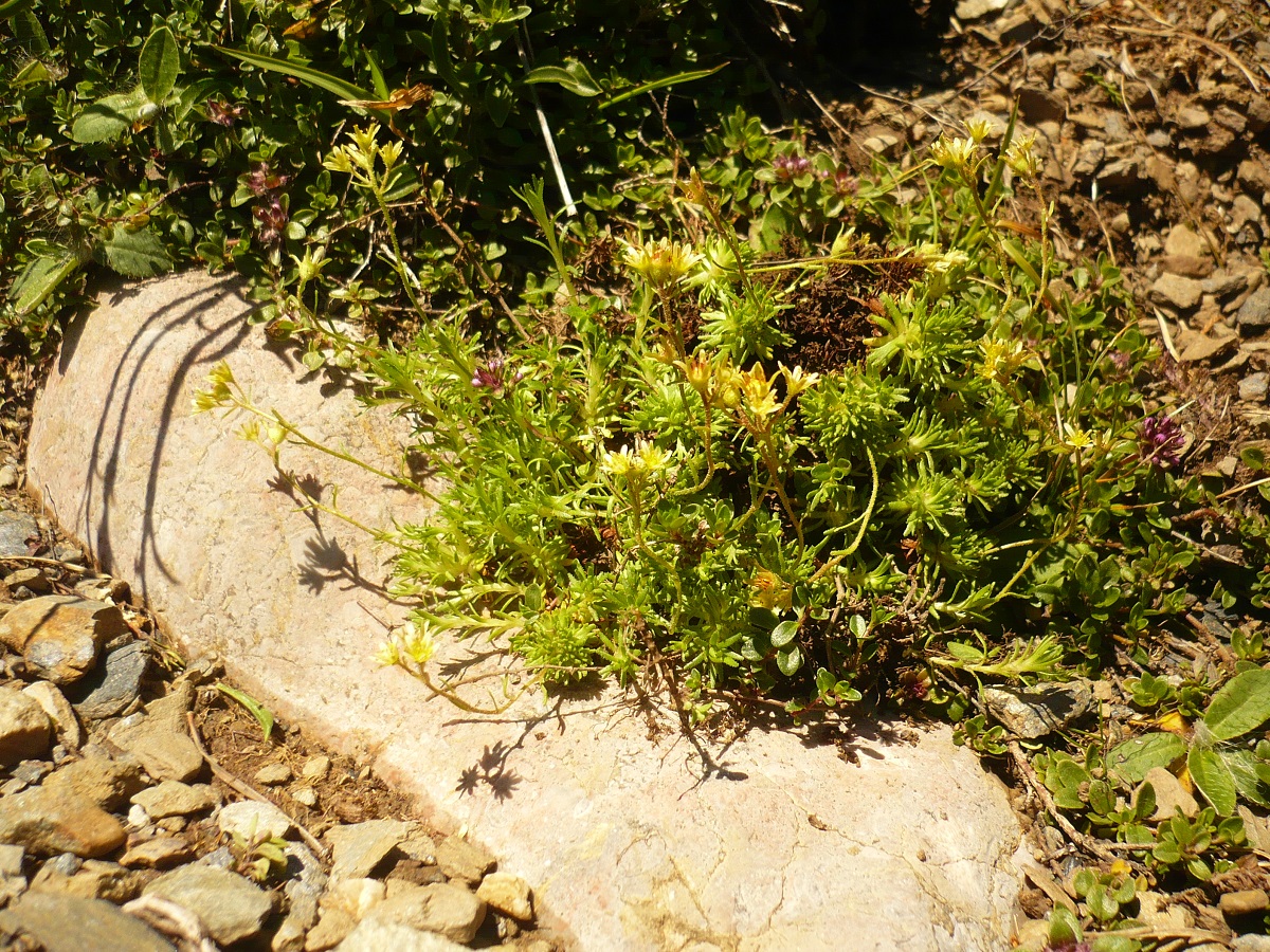 Saxifraga hariotii (Saxifragaceae)